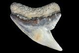 Colorful Fossil Tiger Shark (Galeocerdo) Tooth - Virginia #71145-1